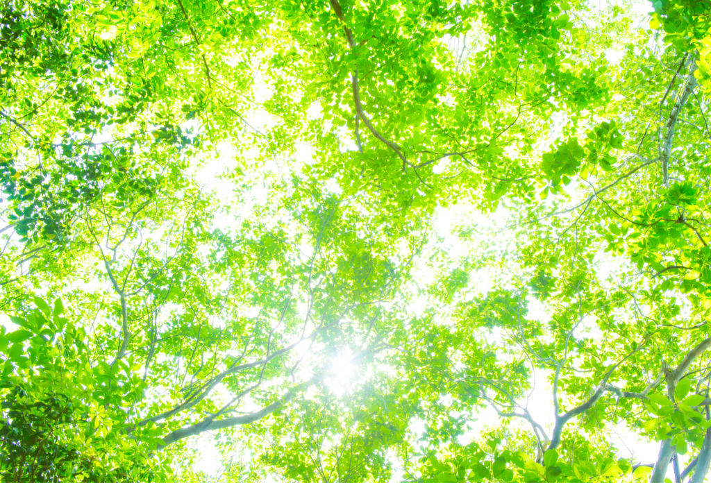 木漏れ日