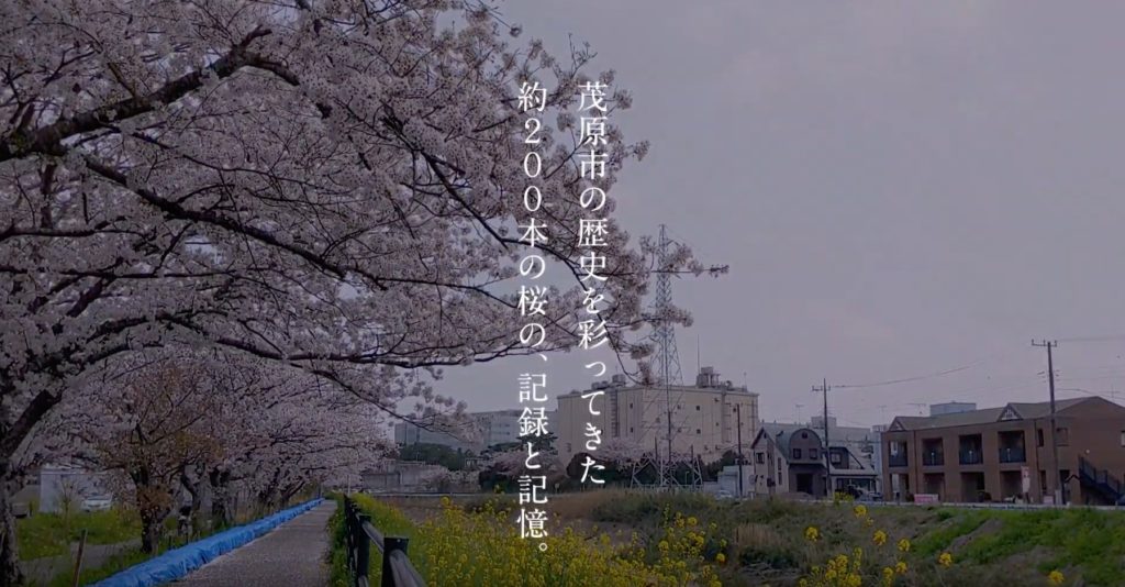 桜動画