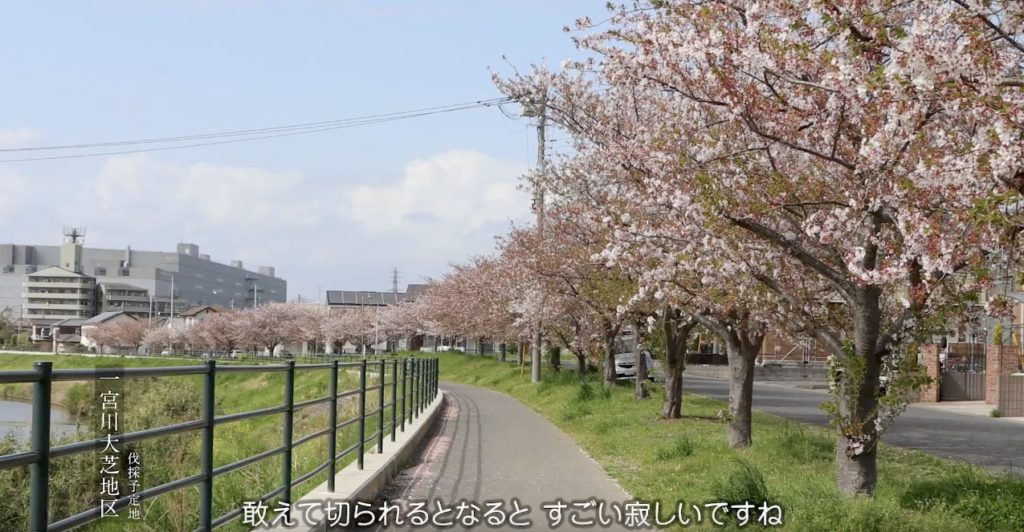 桜動画