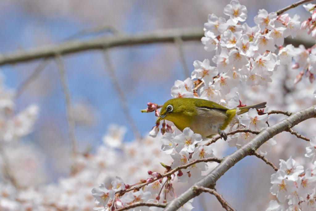 桜と小鳥