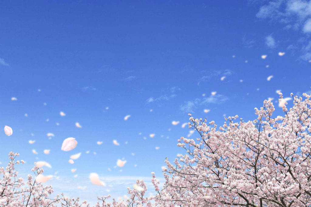 桜