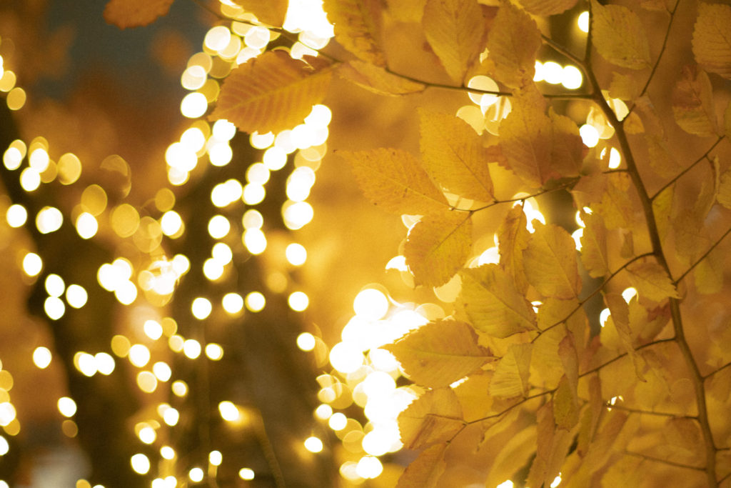 イルミネーション