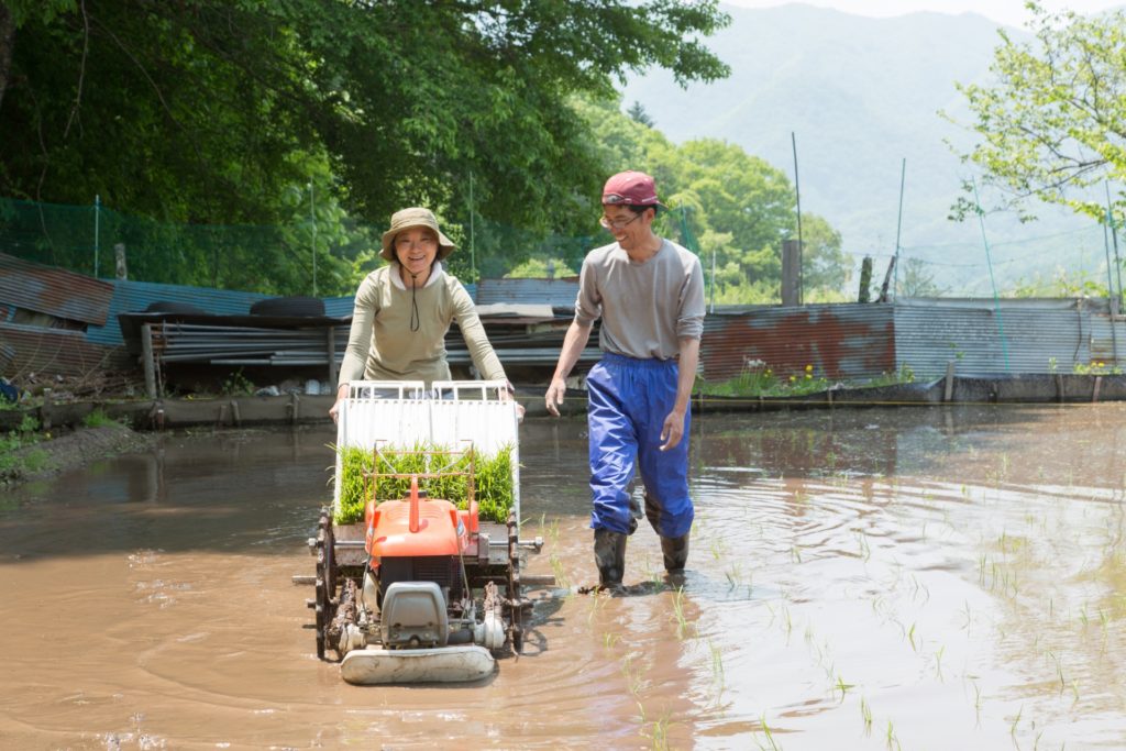 田植えをする夫婦