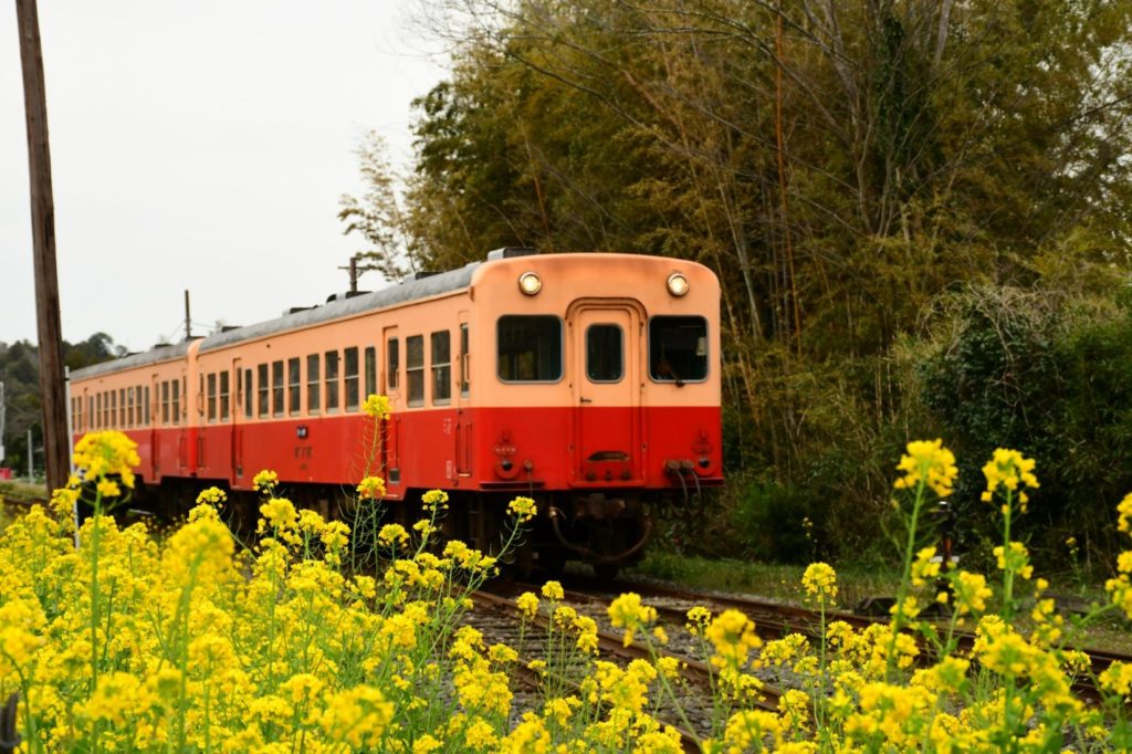 鉄道と菜の花
