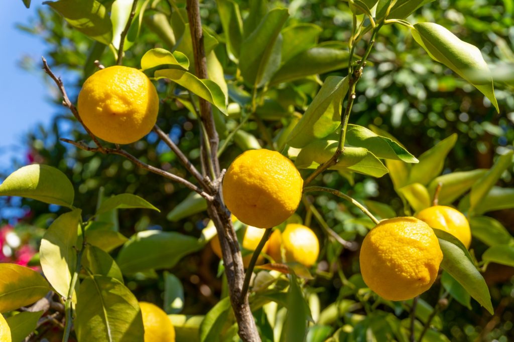 柚子の木