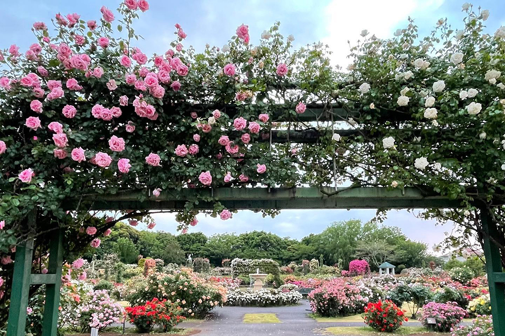 京成バラ園 薔薇のアーチ