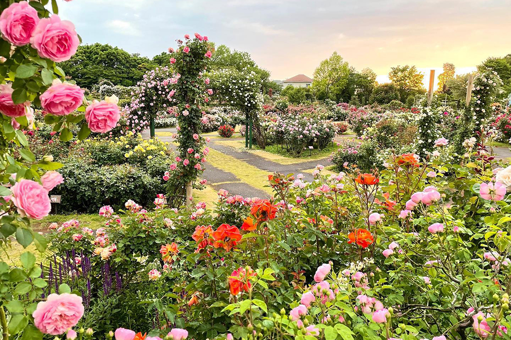 京成バラ園